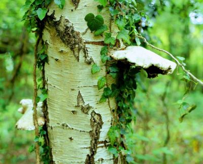 Silver Birch with Fungi