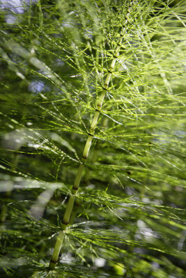 Giant Horsetails III