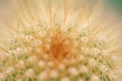Golden Cactus