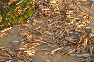 Razor Shells
