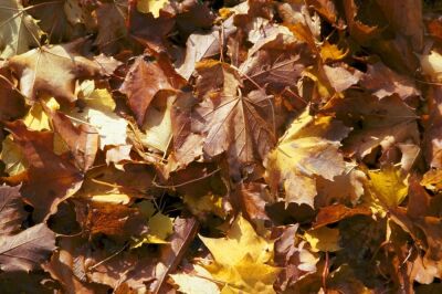 Autumn Leaves I