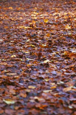 Autumn Leaves II
