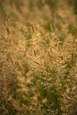 Golden Grasses II
