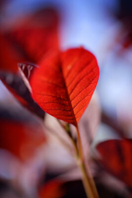 Red Leaves II
