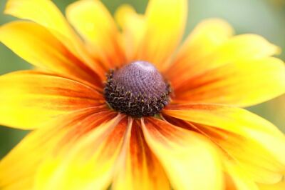 Rudbeckia Flower