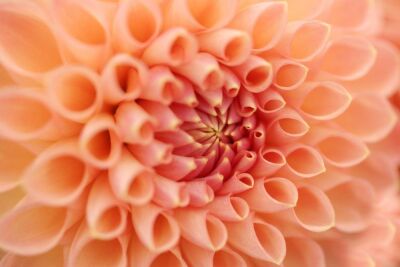 Peach Dahlia