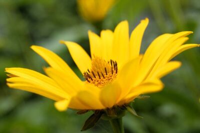Heliopsis Flower