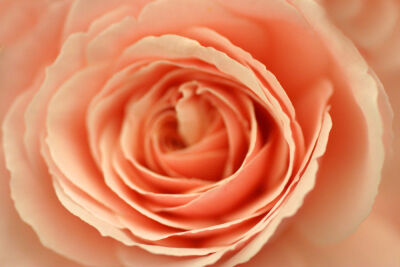 Begonia IV
