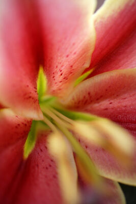 Lily II