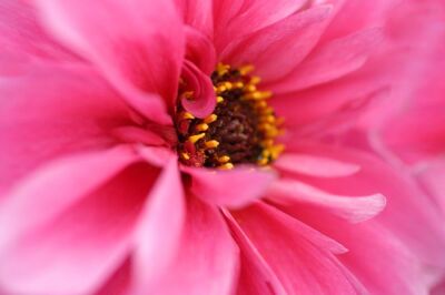 Pink Dahlia