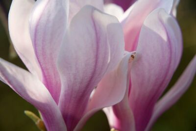 Magnolia Flowers
