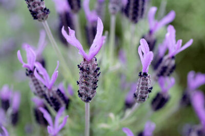 Lavender II