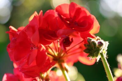 Red Geranium