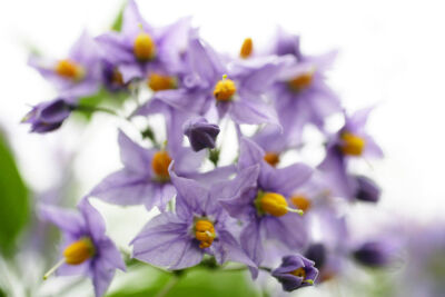 Woody Nightshade