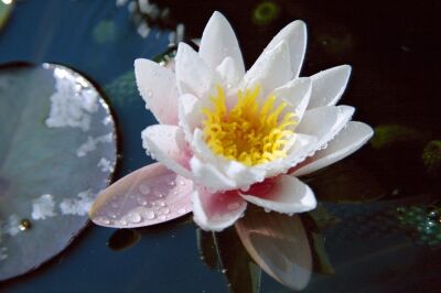 Waterlily II