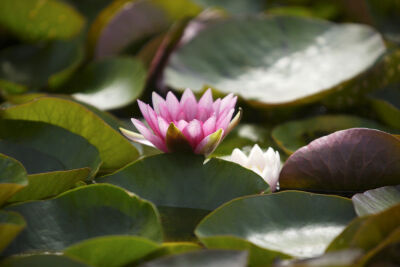 Waterlily III