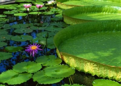 Lotus Blossom I