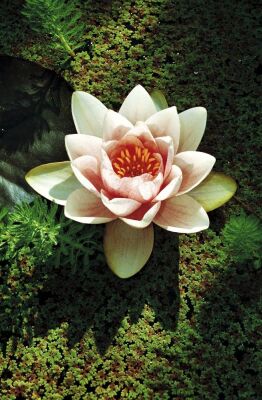 Waterlily IV