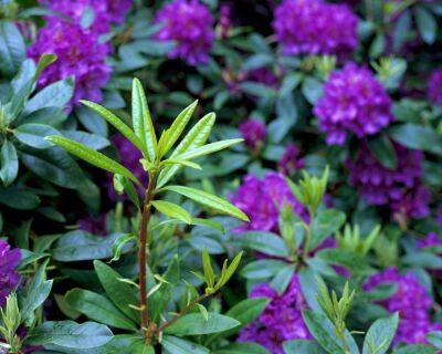 Purple Rhododendron