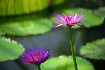 Lotus Blossom II