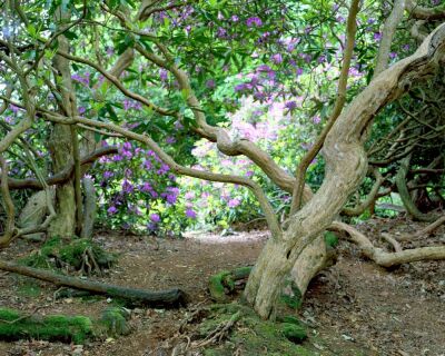 Rhododendron Trees