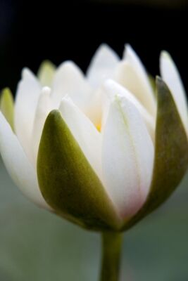 Waterlily VI