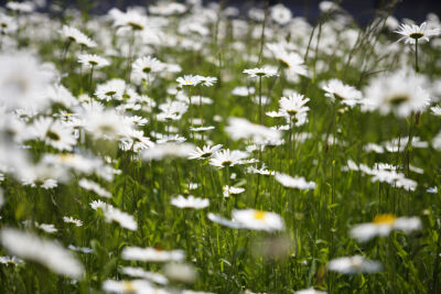 Oxeye Daisies I