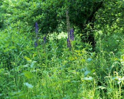 Wildflowers