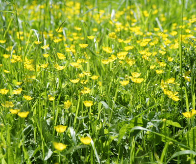 Buttercups I