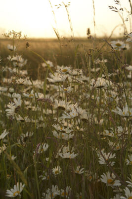 Oxeye Daisies IV
