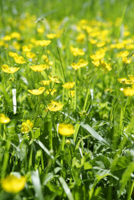 Buttercups II