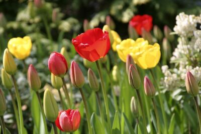 Tulips II