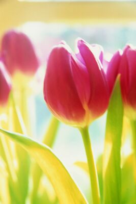 Bright Tulips