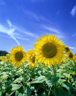 Sunflowers II