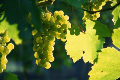 Vineyard I