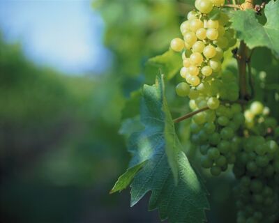 Vineyard II