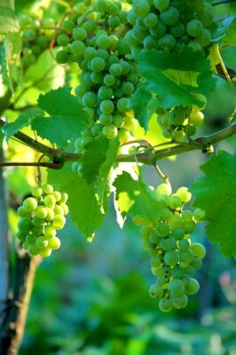 Vineyard III