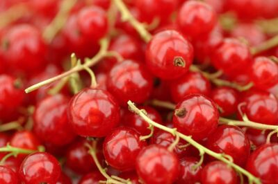 Red Currants