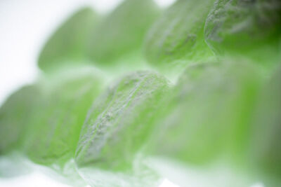 Green Turkish Delight II