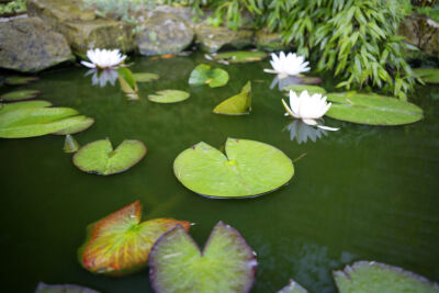 Pond With Waterlilies I