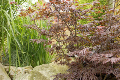 Japanese Acer