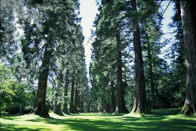 Sequoia Avenue, Argyl