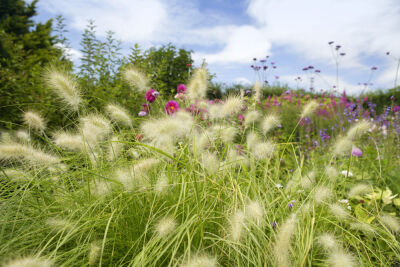 Wild Garden