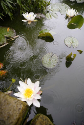 Pond With Waterlilies II