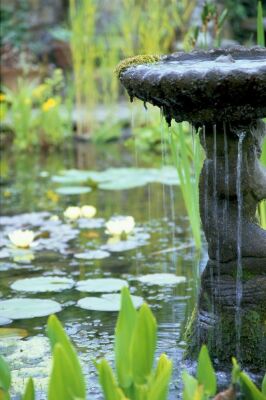 Fountain And Waterlilies