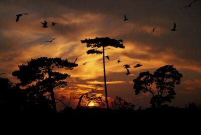 Sunset Pines