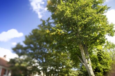 City Trees