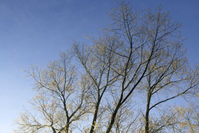 Autumn Trees