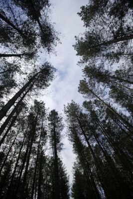 Scots Pines I