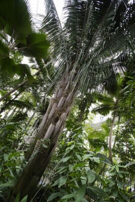 Chilean Wine Palm